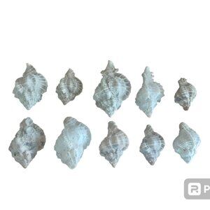 Set Of 10 Apple Murex (Phyllonotus Pomum) Seashells 1.25"-2.25"